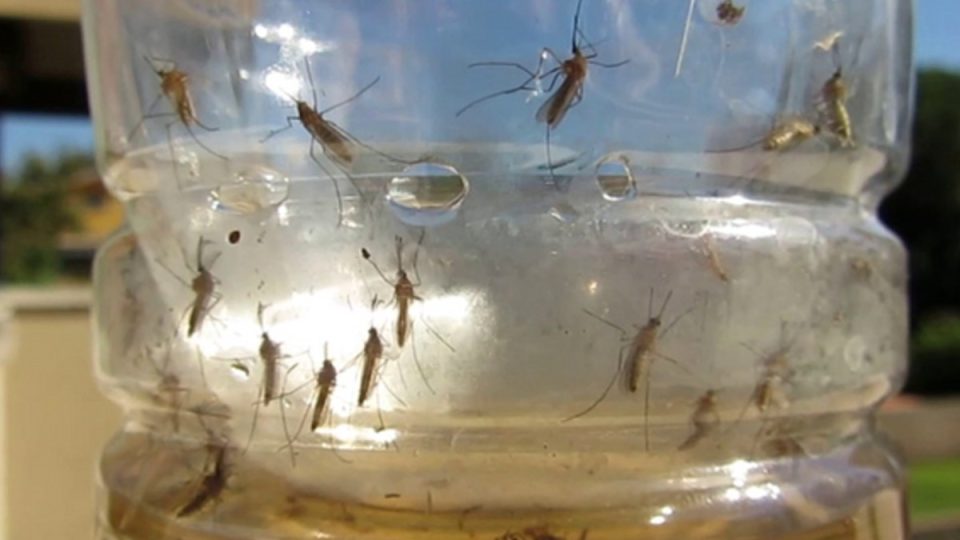Repelente de mosquitos hazlo tú mismo en pocos minutos y con solo 25 céntimos