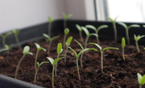Riegue las plántulas jóvenes con esto para que no se estiren sino que crezcan más. Después de 3 días las plantas están irreconocibles.