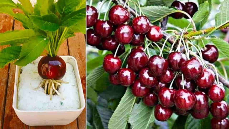 Cómo cultivar un cerezo en poco tiempo: tendrás frutos muy jugosos