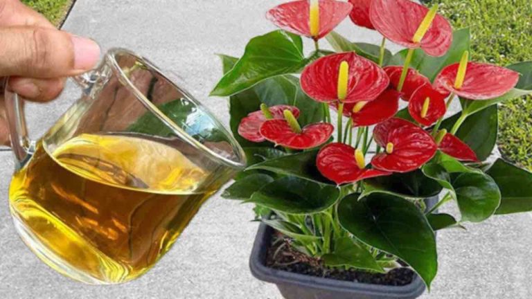 Esta agua permitirá que sus plantas florezcan en su balcón o jardín durante todo un año