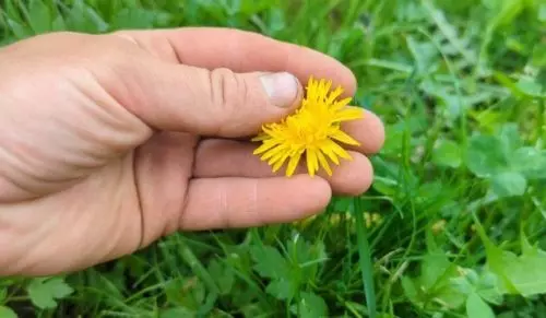 Potente fertilizante gratuito para todas las hortalizas en mayo-junio: las hortalizas crecen grandes y sanas