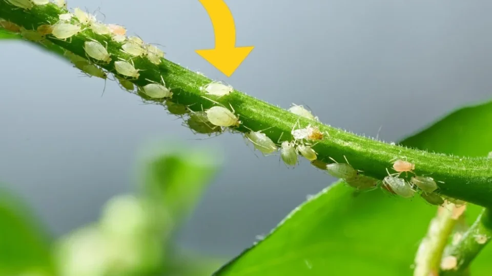 Ya puedes decirle adiós a los pulgones que invaden nuestras plantas: ¡los 5 remedios caseros infalibles!