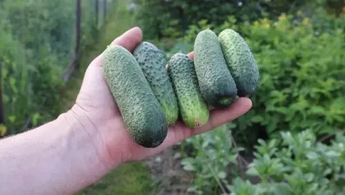 Fertilizante de pepino para ayudar a que las verduras crezcan incluso en las noches frías