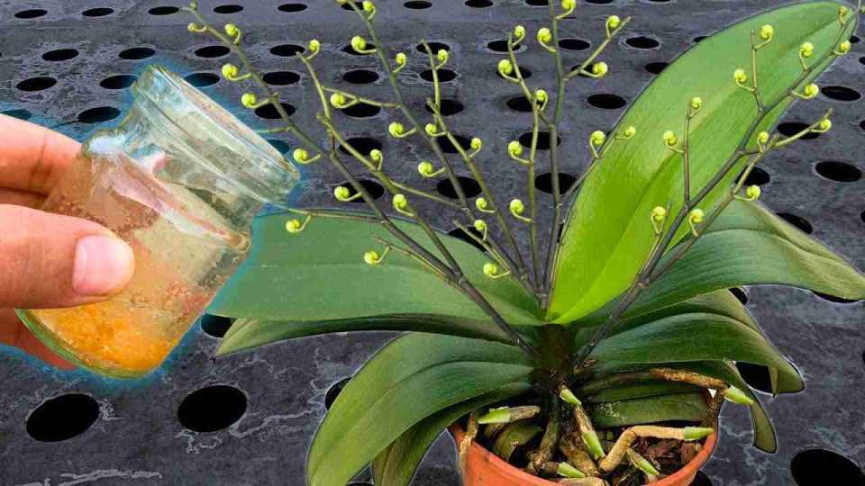 Riega todas las plantas con esta agua; incluso las flores más secas florecerán.