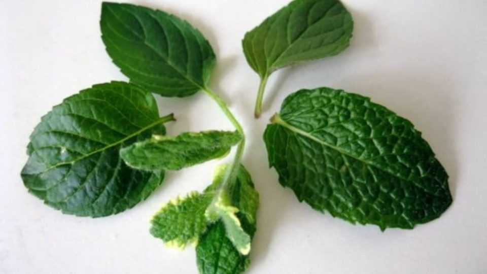 Deje 5 hojas de menta en la ventana antes de acostarse: he aquí por qué