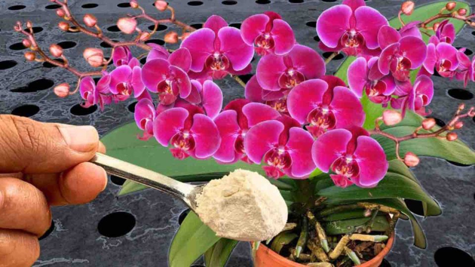 Hazlo y hasta los vecinos querrán saber cómo consigues tener unas orquídeas tan prósperas