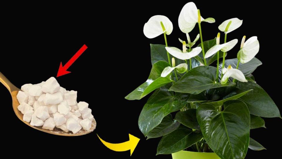Lirio de la paz, solo con este ingrediente florece hasta por 10 años seguidos