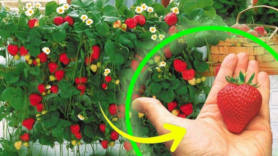 Fresas, cultivalas en casa y deja que den frutos sin fin sin gastar 1 euro | ¡Ese es el truco!