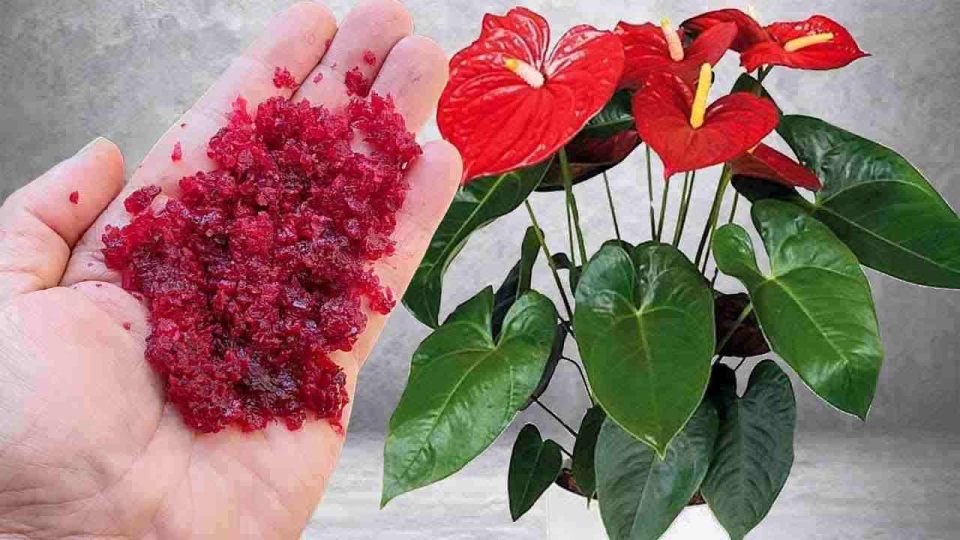 Puede parecer increíble, pero un puñado de este ingrediente hará que todo florezca