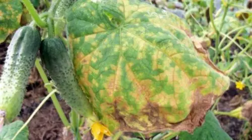 ¿Por qué las hojas de pepino se vuelven amarillas y qué se debe hacer para salvar la cosecha?
