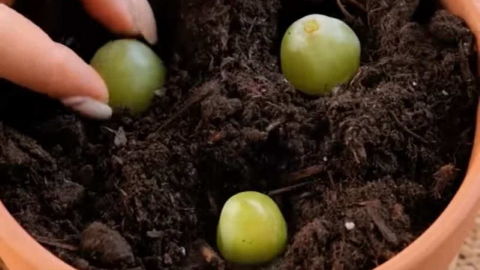 Coloca 3 uvas en un jarrón lleno de tierra: qué pasa 10 días después