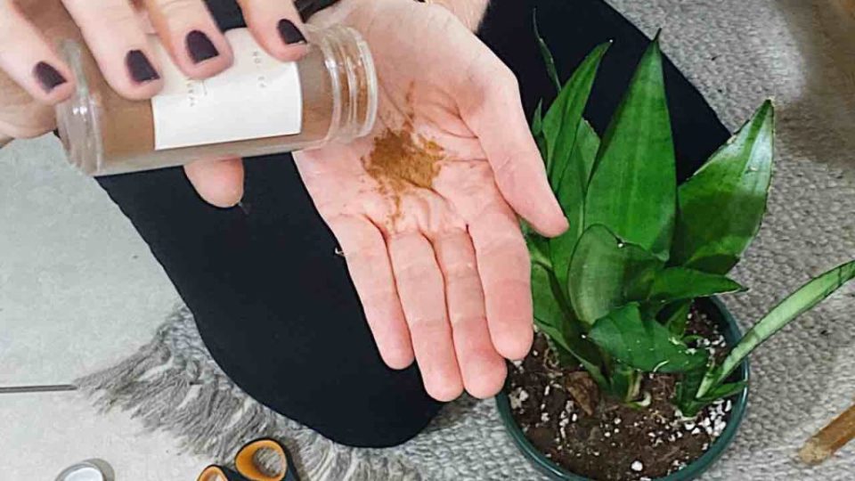 Esta especia hará que cualquier flor de tu balcón o jardín crezca exuberantemente
