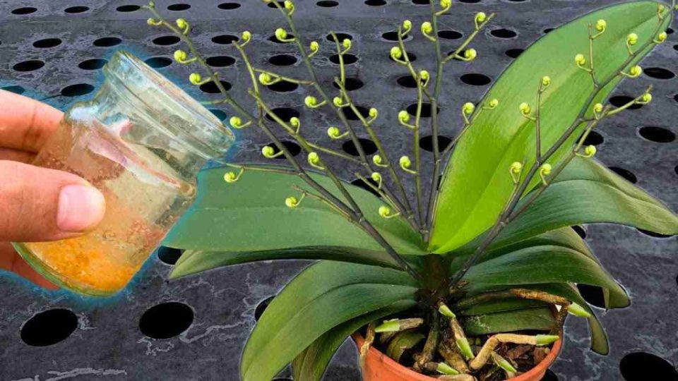 Riega todas las plantas con esta agua; incluso las flores más secas florecerán.