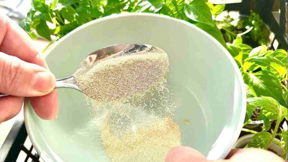 Esto acelera mucho el crecimiento de las plantas que tengas en tu balcón y jardín.