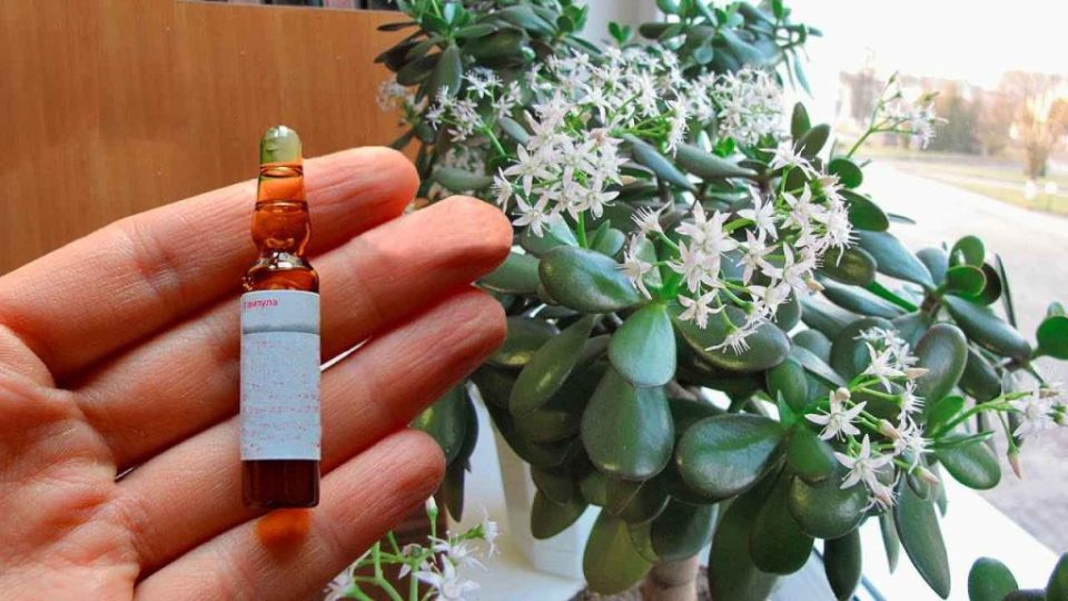 Árbol del dinero, esta ampolla es suficiente: todas las flores florecerán constantemente