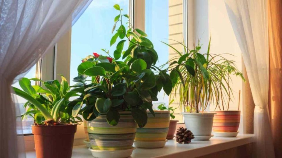 Estas hermosas plantas purifican el aire de tu hogar y tú también deberías tener una