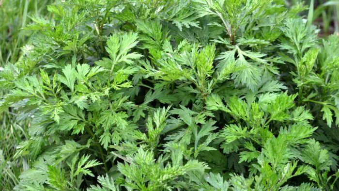 Artemisia vulgaris: 20 poderosos beneficios y consejos de expertos para su uso
