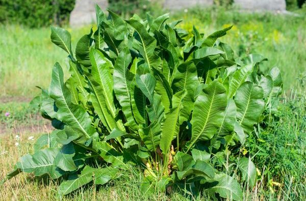 Rábano picante: una planta olvidada