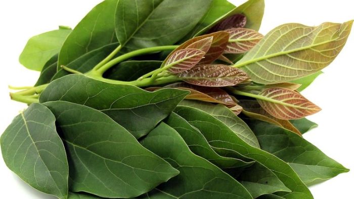 20 beneficios de las hojas de aguacate