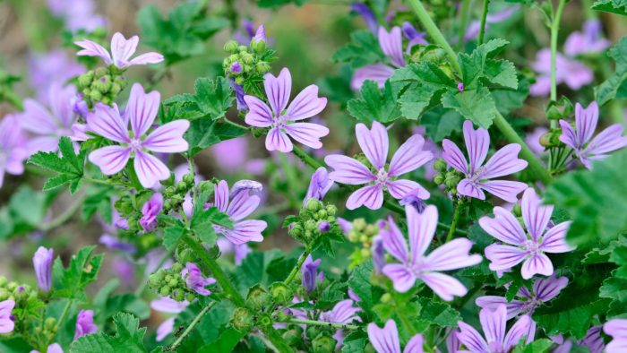 Malva común: 12 beneficios