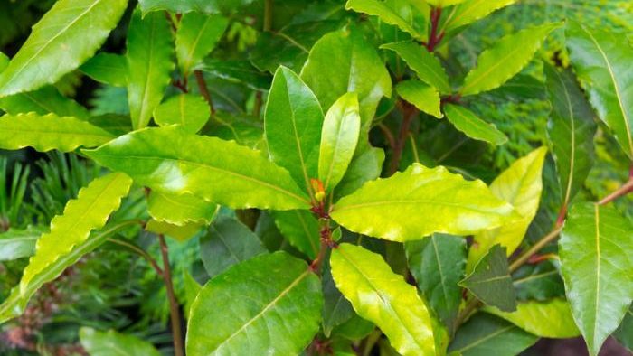 Hojas de laurel y sal