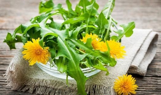 Diente de león: una planta con múltiples virtudes