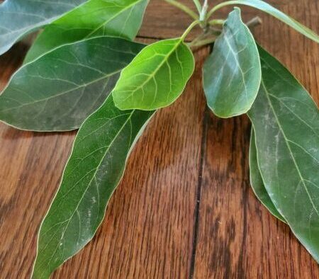 Los beneficios de las hojas de aguacate: un tesoro escondido para tu salud