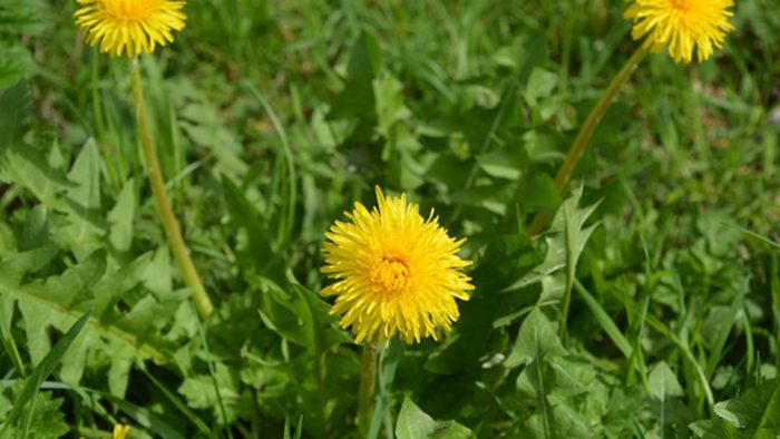 Diente de león: un tesoro escondido de la naturaleza y sus múltiples beneficios