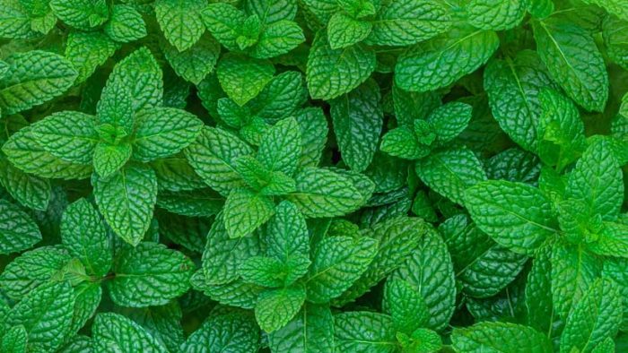 La menta es una planta versátil con múltiples beneficios.