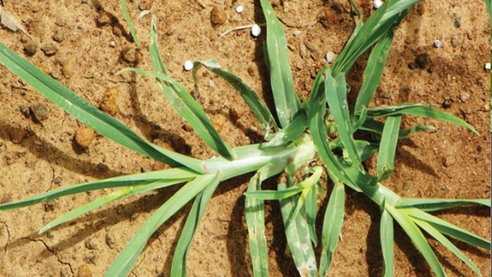 10 sorprendentes beneficios de la hierba de ganso: esta planta escondida en nuestros jardines