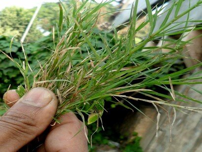 Esta planta abunda en la mayoría de los jardines, y la cortamos sin saber que tiene propiedades capaces de solucionar 10 problemas.