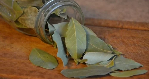 Mantén tu inodoro limpio y sin olores con un truco sencillo: hojas de laurel