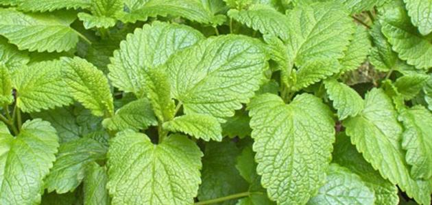 La verbena es una planta versátil con muchos beneficios.