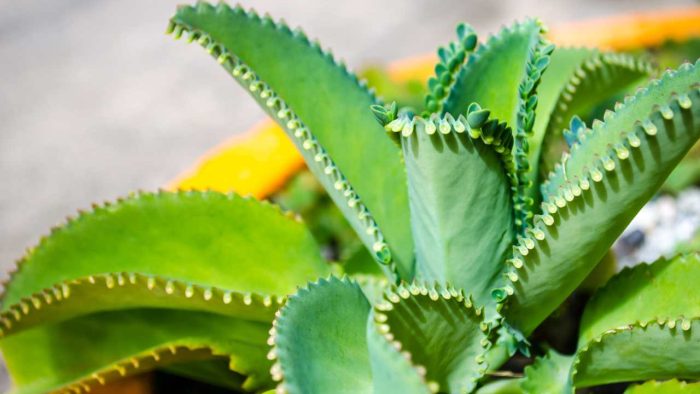 La planta que purifica el aire, los beneficios son numerosos: dónde colocarla